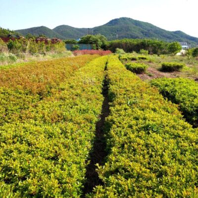 산철 H0.4 X W0.3