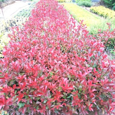 홍가시(레드로빈) H0.8-H1.2