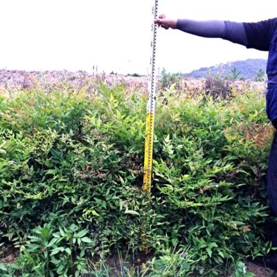 남천 H0.4-H1.2