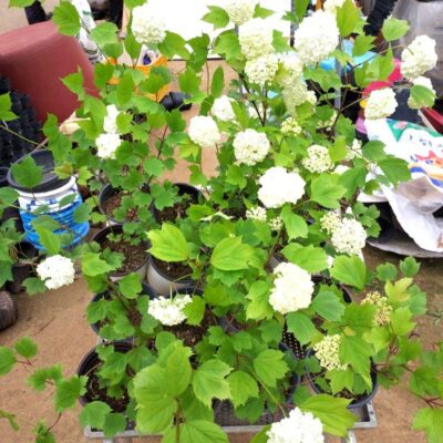불두화목수국 H0.8-H1.0