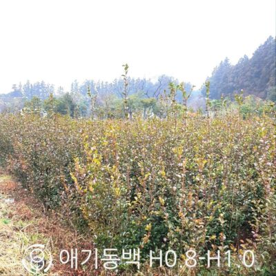 애기동백(산다와) H0.8-H1.0