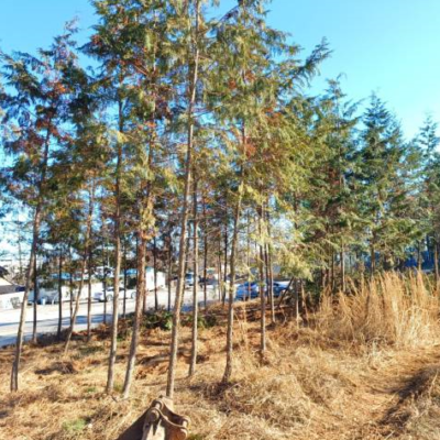 편백나무 H5.0 100주 [전북 익산]