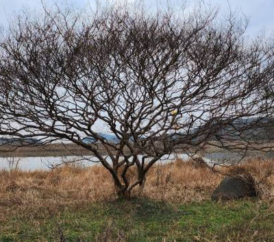 배롱나무 백일홍 R40 1주 [전남 나주]