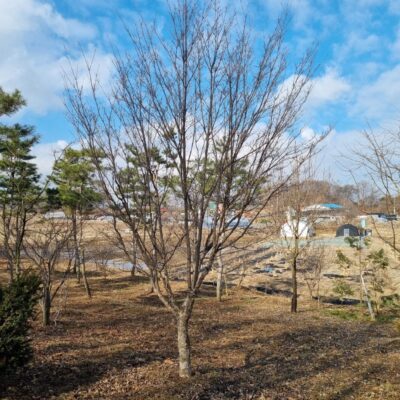 산딸나무R20 1주 [경기 이천]