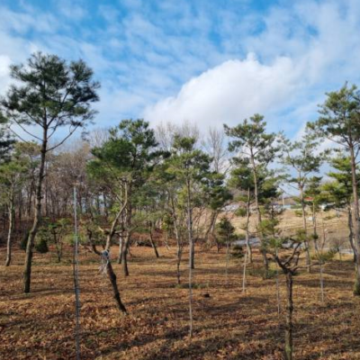 소나무R20-30 40주 [경기 이천]