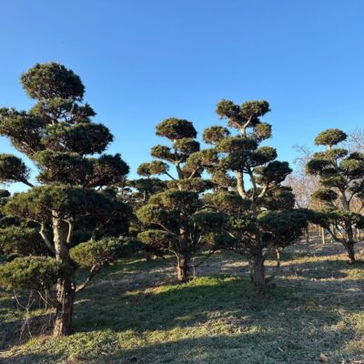 조형오엽송(섬잣나무)H3.5-4.0 100주 [전남 나주]