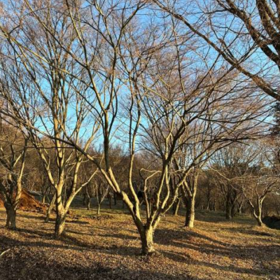 단풍나무R25-30 20주 [전남 나주]