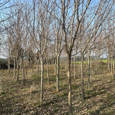 이팝나무R10-15 250주 [전남 나주]