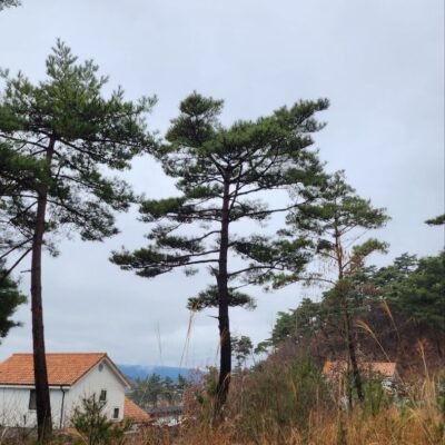 소나무R50-60 200주 [전북 순창]