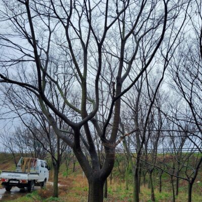 팽나무R45 1주 / 느티나무R20-25 150주 [충북 음성]