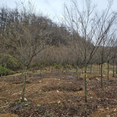 느티나무R15 100주 [충북 음성]