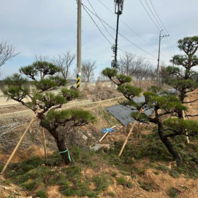 조형소나무 R15-18 30주 [전남 광주]