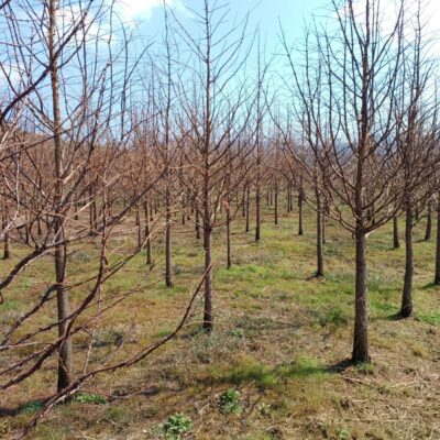 메타세콰이아B6-8 200주 [전북 익산]