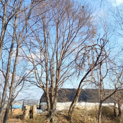 목련R70 1주 [전북 익산]