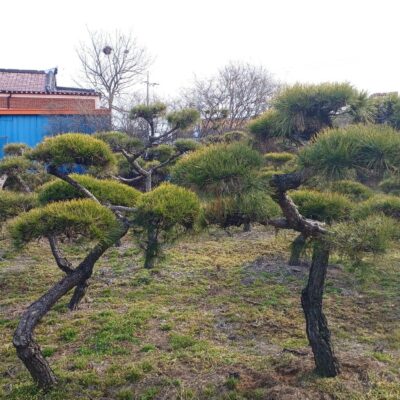 조형소나무R12-20 200주 [전북 익산]