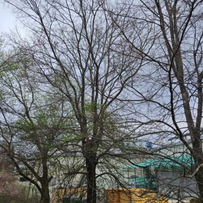 느릅나무R45 1주 [충북 음성]