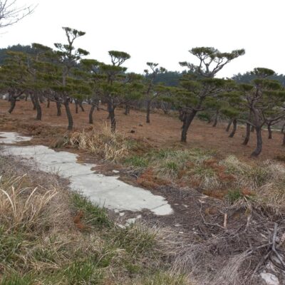 조형소나무R15-20 500주 [충남 태안]