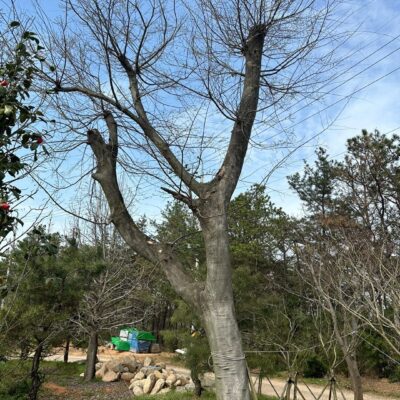 팽나무(특수목)R80 1주 [전남 광주]