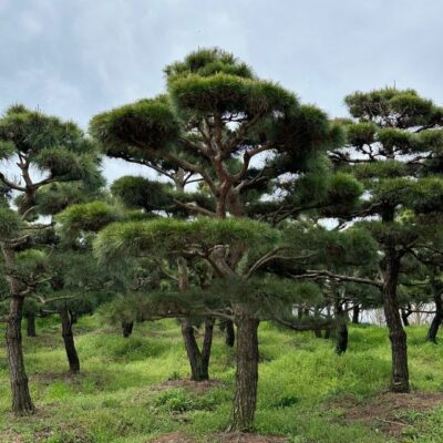 조형소나무R20-25 100주 [전남 곡성]