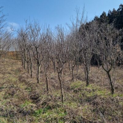 모과나무R10-12 50주 [전북 고창]