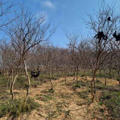 배롱나무 백일홍 R10-R12 120주 [전북 고창]