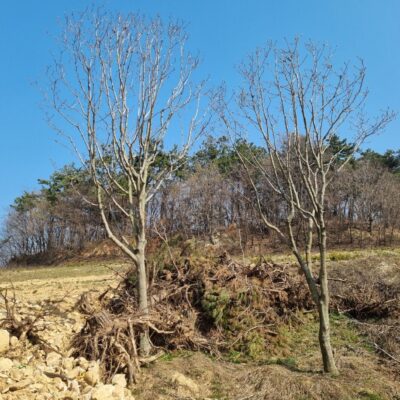 백목련R25 4주 [전북 고창]