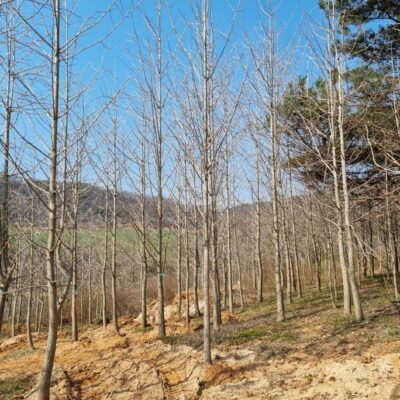 은행나무B10-12 70주 [전북 고창]