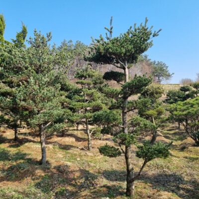 조형섬잣나무(오엽송)H3.0-4.0*R15 40주 [전북 고창]