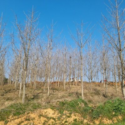 은행나무B8-12 200주 [전북 고창]