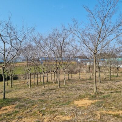 팽나무R20-30 200주 [전북 고창]