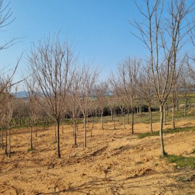 이팝나무R10-15 100주 [전북 고창]