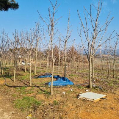 칠엽수(마로니에)R10-15 300주 [전북 고창]