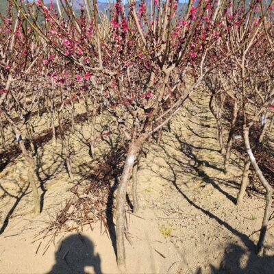홍매화R6-8 1000주 [전남 구례]