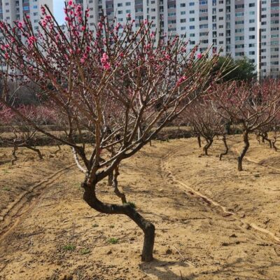 홍매화(특수목)R13-15 30주 [전남 순천]