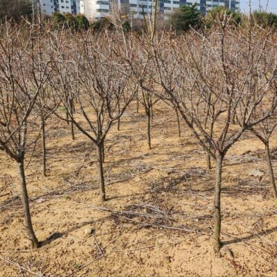 홍매화R6-8 500주 [전남 순천]
