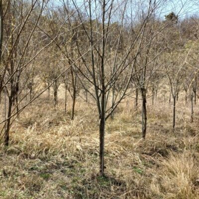 수양버들R10-15 300주 [전북 임실]