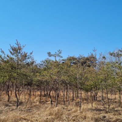 소나무R10-25 40주 [충북 괴산]