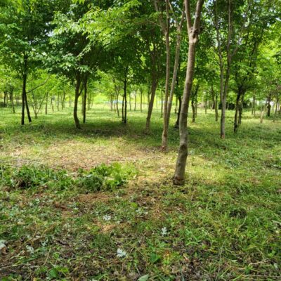산딸나무R8-12 200주 [충북 괴산]