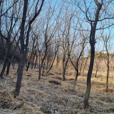 살구나무R10-12 14주 [충북 괴산]