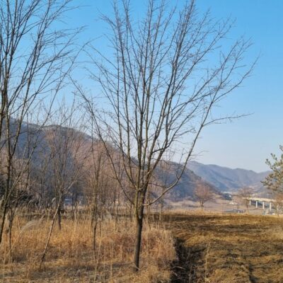 이팝나무R10-15 40주 [충북 괴산]
