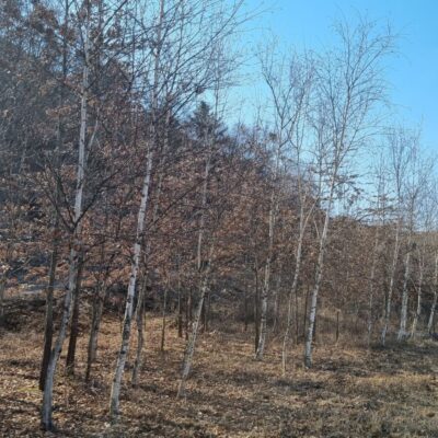 조경수-수목-견적-구매-판매-직거래-대왕참나무R10-15-자작나무B8-15-마켓트리.jpg