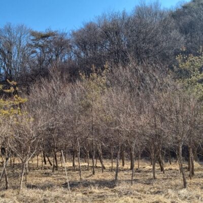 산수유R8-10 75주 / 층층나무R12 6주 [충북 괴산]