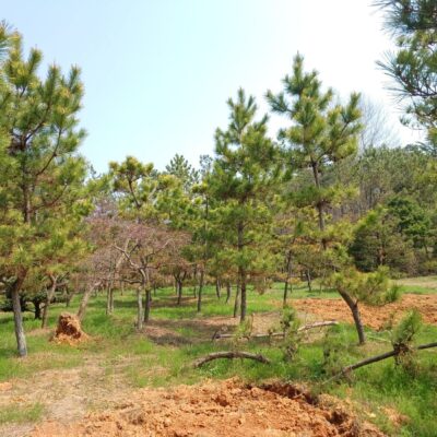 해송R15 150주 [전북 익산]
