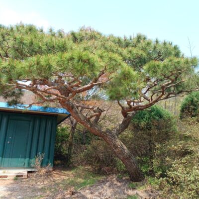 소나무(특수목)R50 2주 [전북 익산]