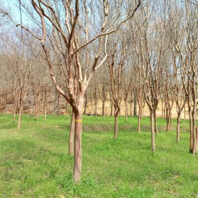 배롱나무 백일홍(흰꽃) R12-R18 1000주 [전북 익산]