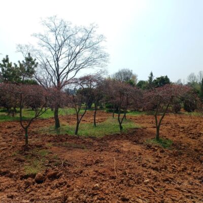 공작단풍(수양단풍)R12-R15 50주 [전북 익산]