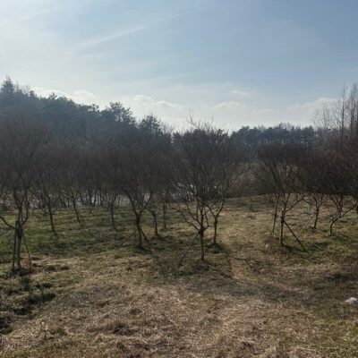 배롱나무 백일홍 R10-R15 100주 [전남 광주]