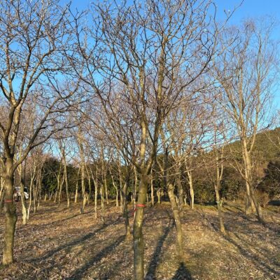 백목련R12-R15 50주 [전남 광주]