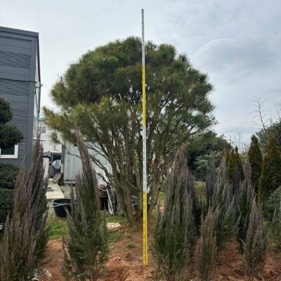 반송H3.5 1주 [전남 광주]