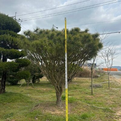 반송H3.0 1주 [전남 광주]